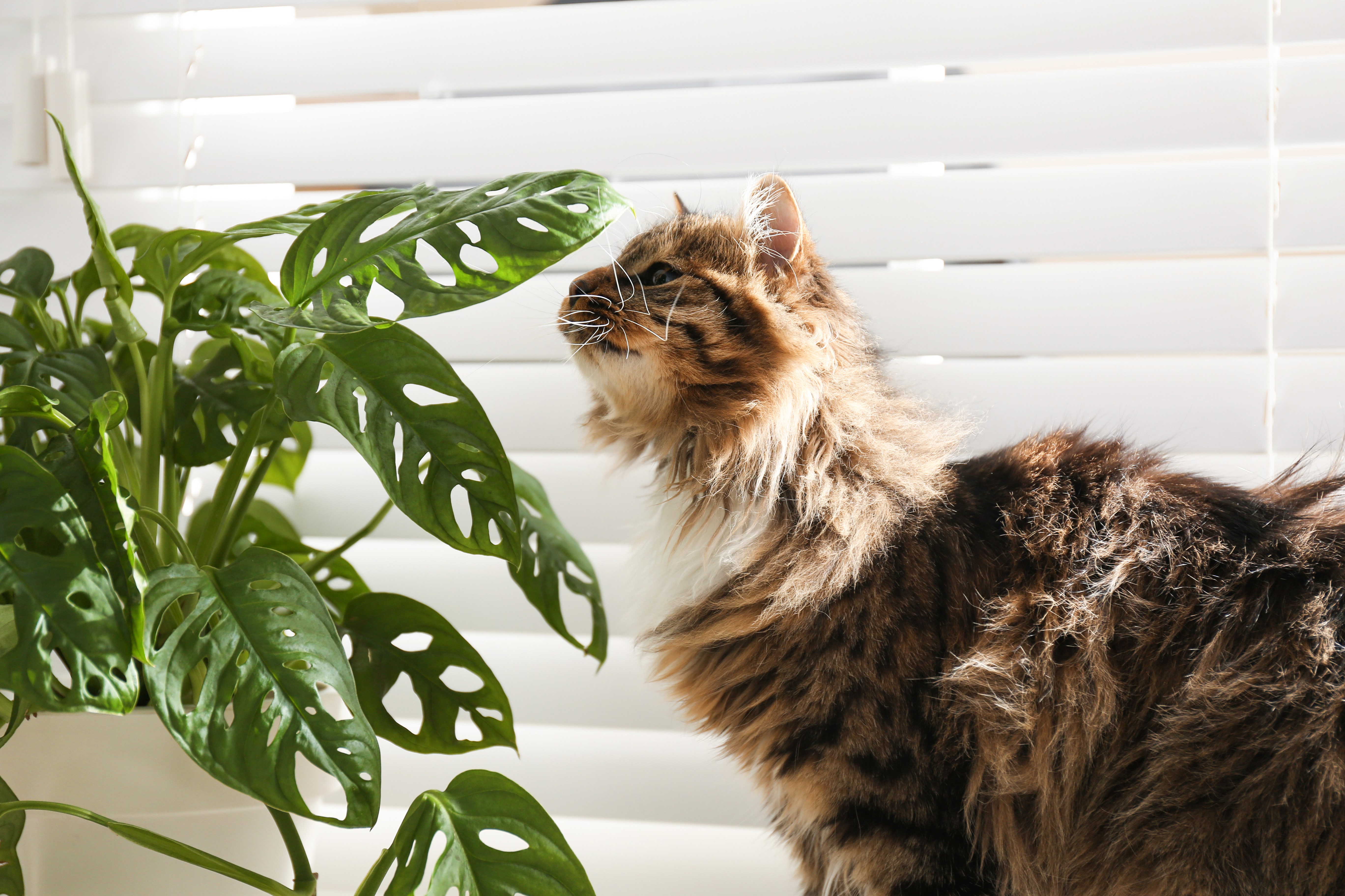 Plantes d'intérieur non toxiques pour les chats et les chiens