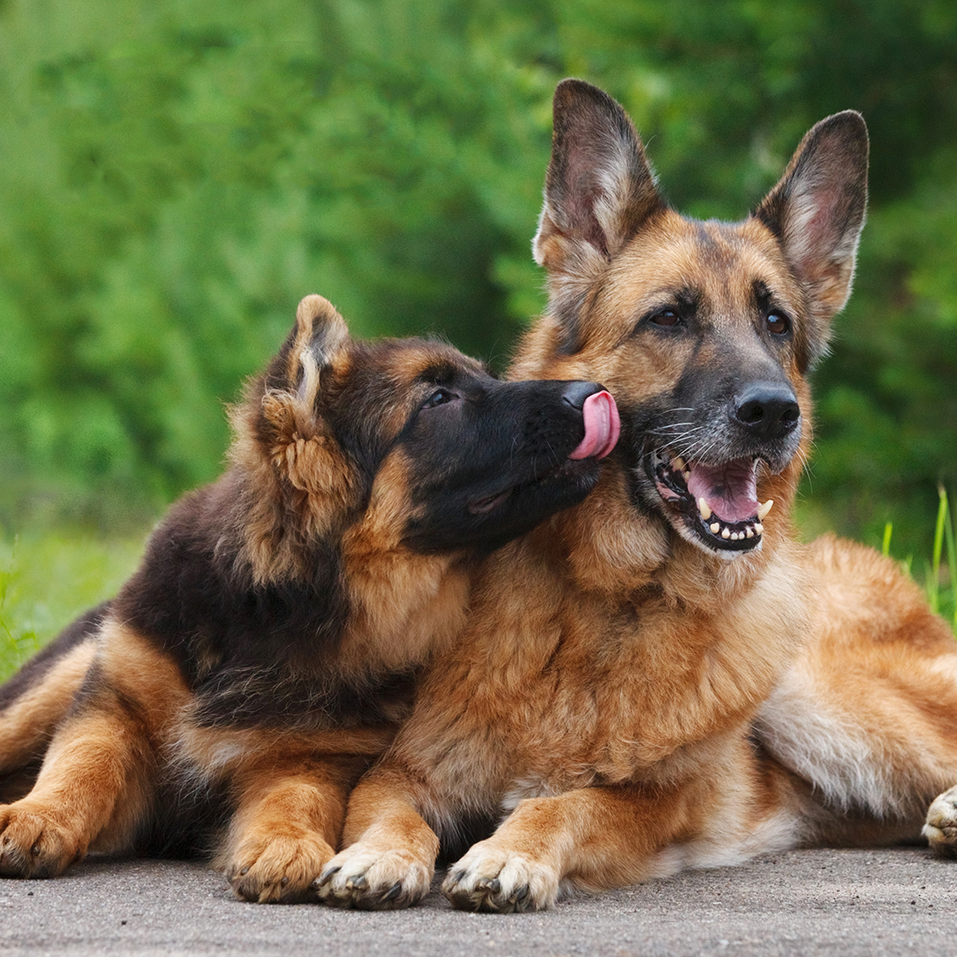 can puppies eat all life stages food