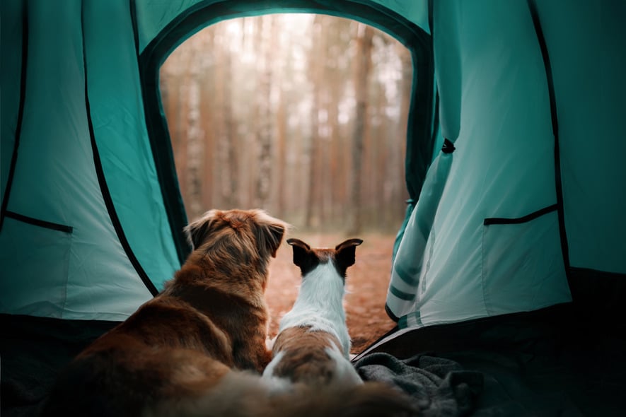 Dogs in a tent, summer camping with dogs