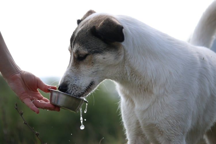 Garder vos Animaux de Compagnie Hydratés