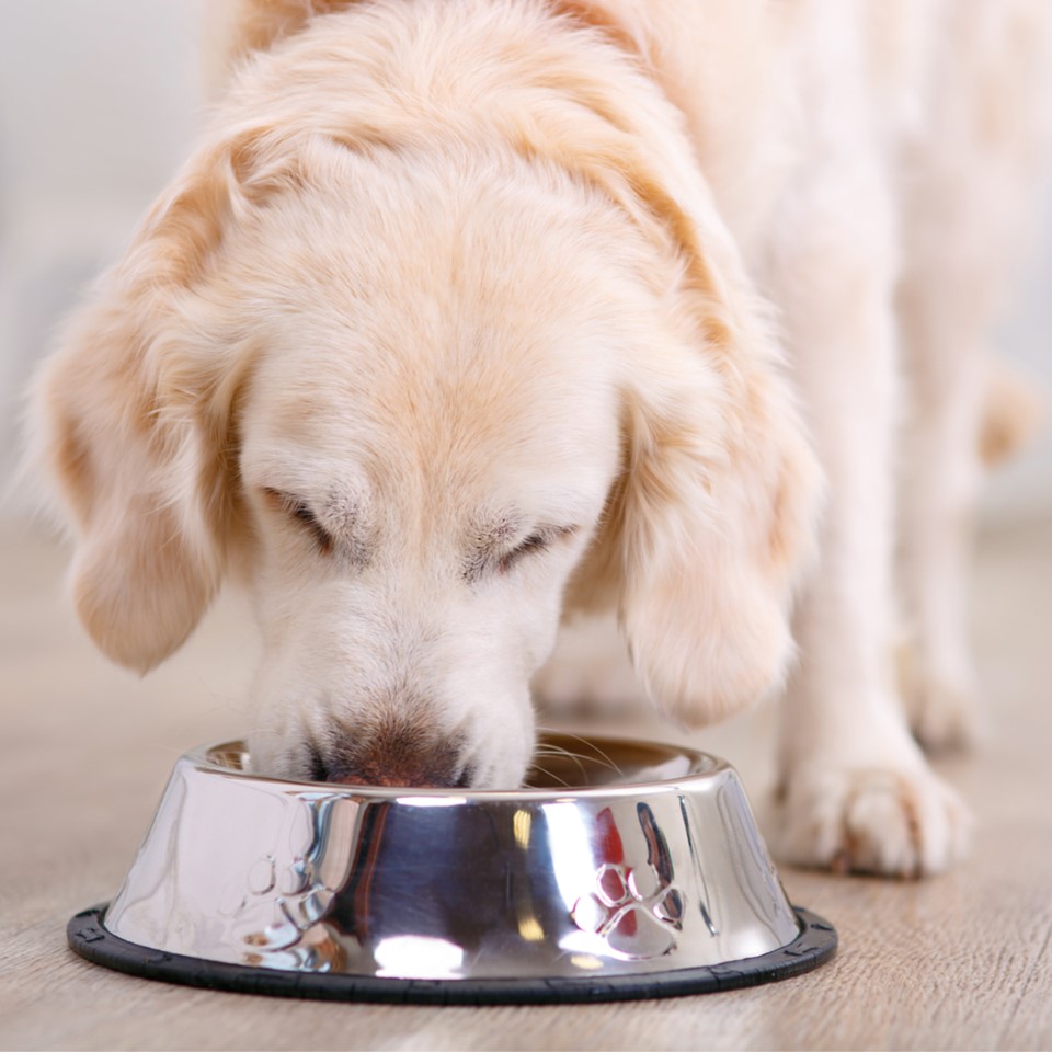 Golden retriever trying outlet food