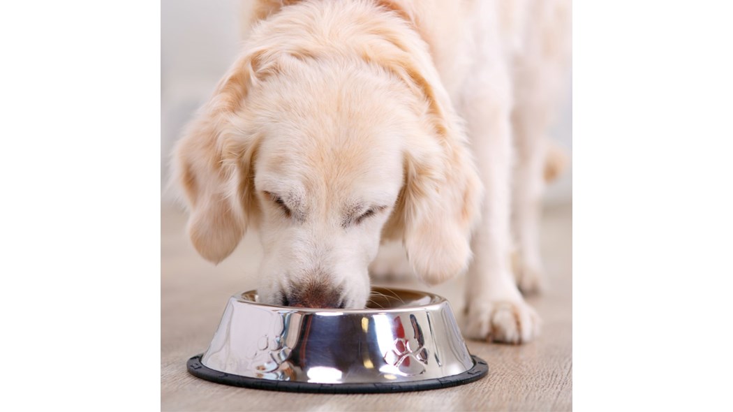 Rotational Feeding for Dogs & Cats: Benefits and How-To Switch